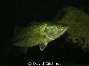 Bass in local quarry. by David Gilchrist 